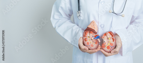 Leinwand Poster Doctor holding Anatomical kidney Adrenal gland model