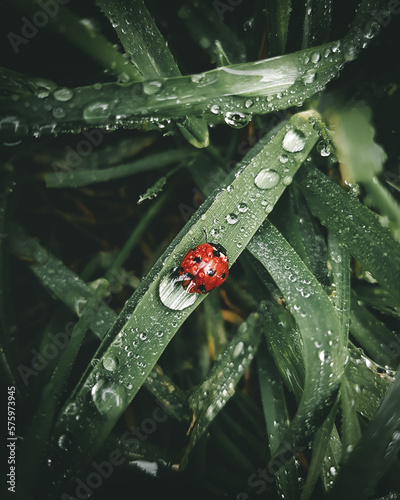 ladybug on grass © Eduard