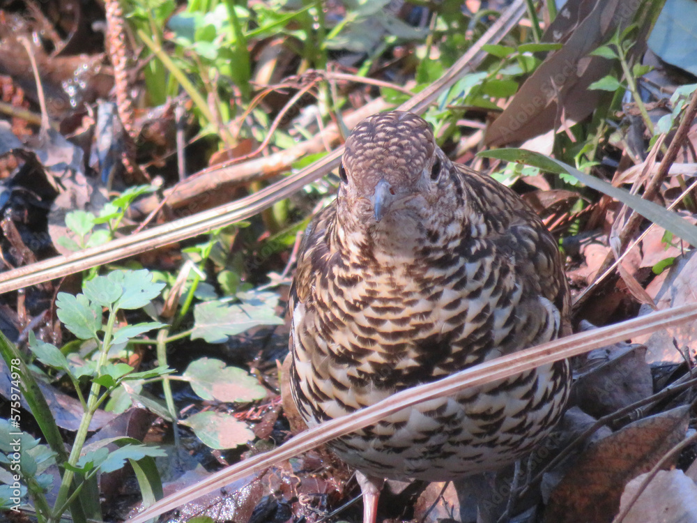 Fototapeta premium Tiger Thrush