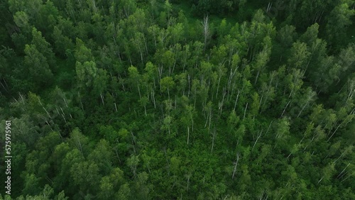 Wallpaper Mural Flight over green forest in summer. Birch Grove. Aerial view	
 Torontodigital.ca