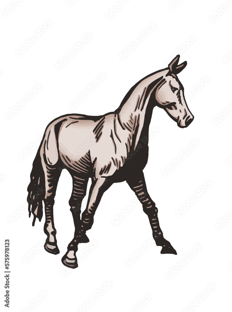 Vector hand-drawn color horse standing isolated on white background,graphical illustration