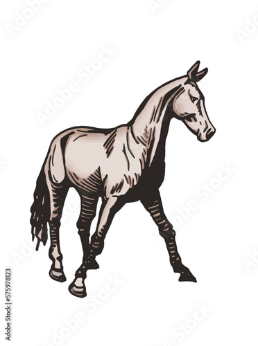 Vector hand-drawn color horse standing isolated on white background graphical illustration