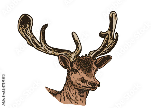 Graphical vector portrait of deer isolated on white background,hand drawn color illustration