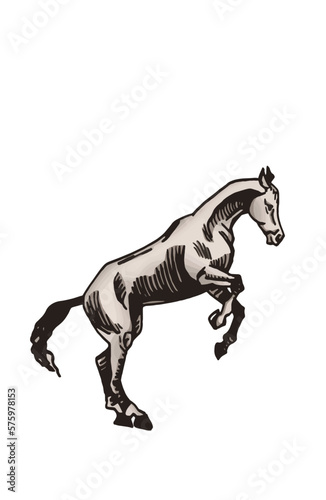 Vector hand-drawn color horse jumping isolated on white background,graphical illustration