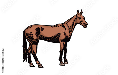 Vector hand-drawn color horse standing isolated on white background graphical illustration