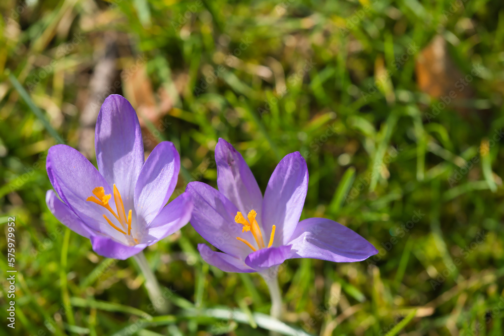 Purple crocus blooming ,open in February, closeup Purple crocus blooming ,open in February, closeup