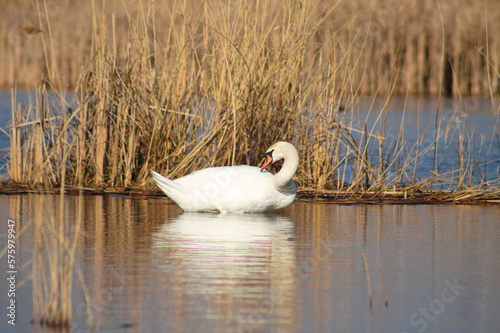Closeup of white swan cleaning feathers on ripples lake with golden reed on background