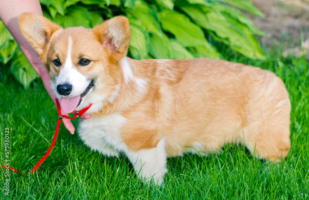 Dog portrait Pembroke Welsh Corgi Dog portrait Pembroke Welsh Corgi