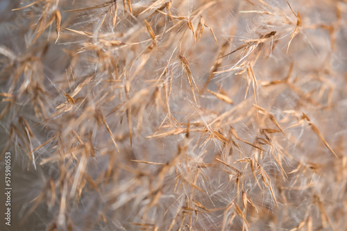 macro photo of dried flowers in winter