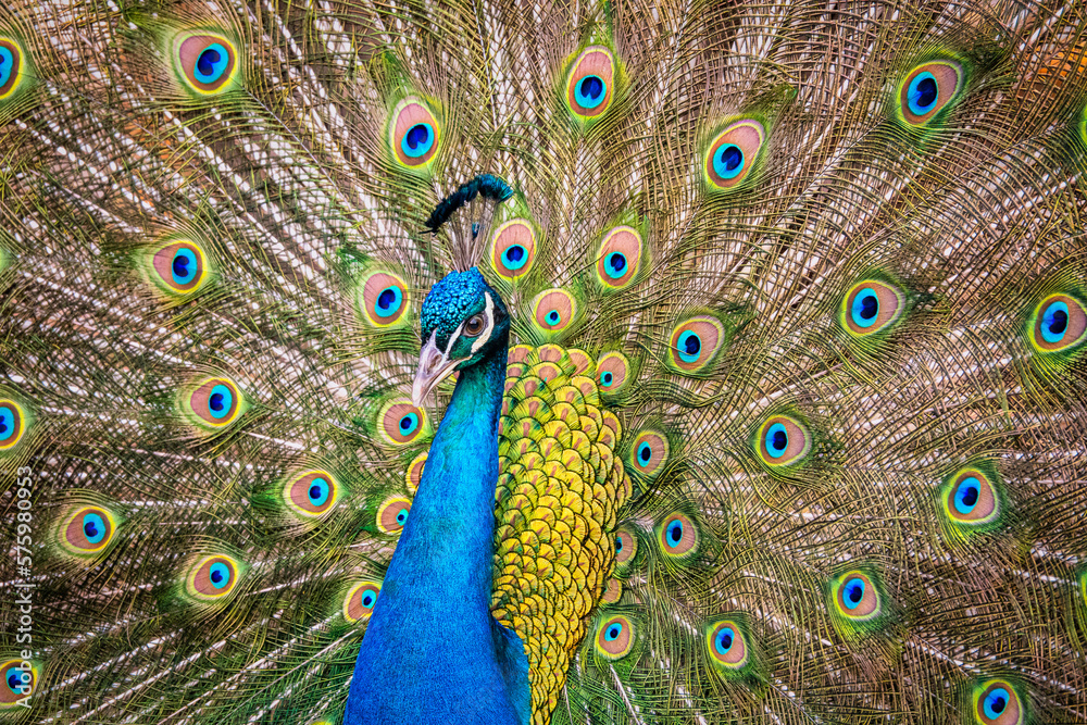 Obraz premium Portrait of beautiful peacock with feathers out