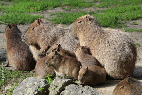 Capybara - Hydrochoerus hydrochaeris photo