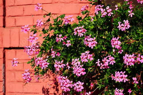 Pink geranium with lush green leaves in potter on window sill. Pelargonium. painted pink brick exterior wall background. wooden window shutters. shadows. summer scene. gardening and decorative plants