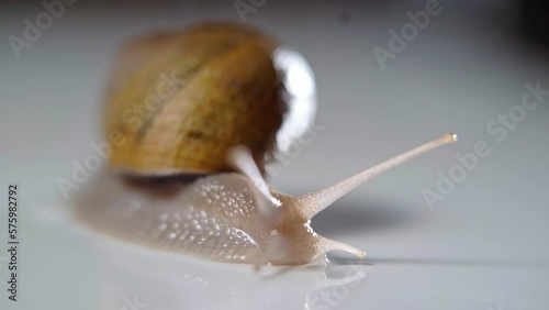 Close-up tentacles of land snail crawling on white background. Shelled gastropod creeping slowly indoors closeup
