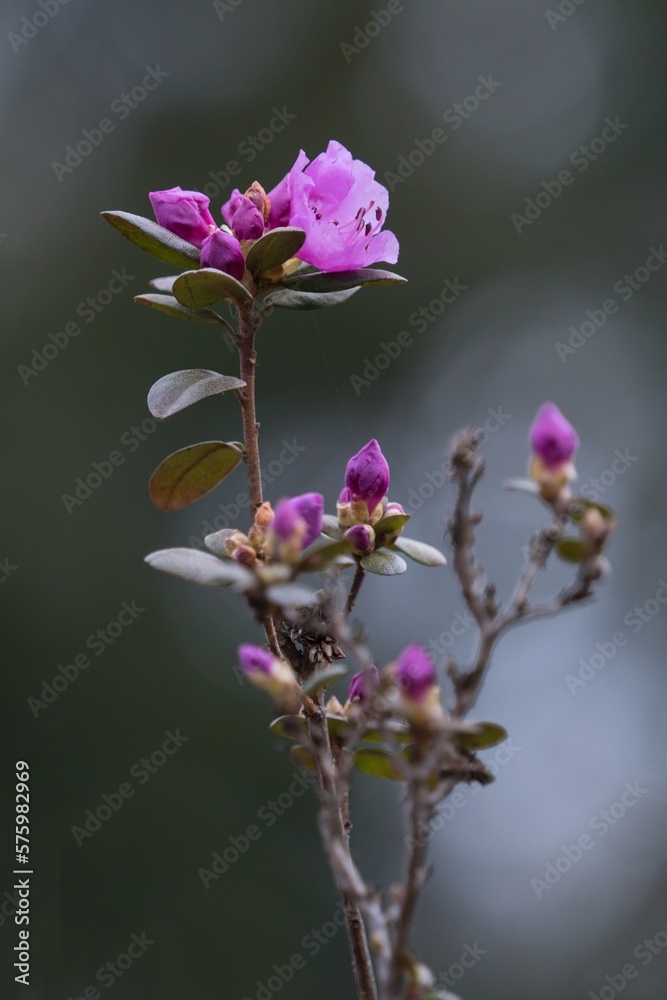 Obraz premium flowering shrub