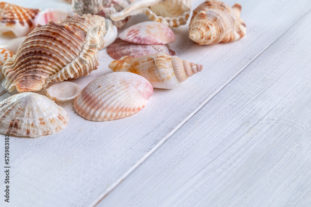 Composition of seashells on a light wooden background. Summer minimal concept