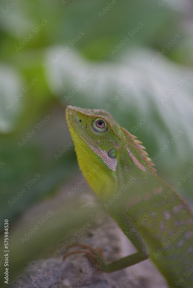 Fototapeta premium Bronchocela jubata, commonly known as the maned forest lizard, is a species of agamid lizard found mainly in Indonesia 