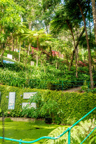 view of tropical Madeira Monte Palace garden in Funchal in its japanese part during a sunny day in february with its natural beauty