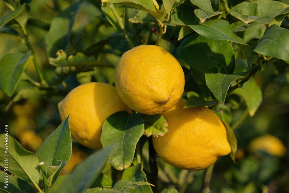Close Up Shot Of Lemons On A Tree Branch