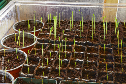 Sweet pea seedlings in propagator at 2 weeks. photo