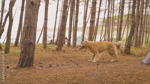 Dog playing in forest during camping trip in summer daygolden retriever photo