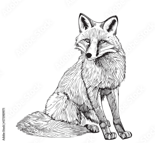 Fox sitting hand drawn sketch illustration Wild animals