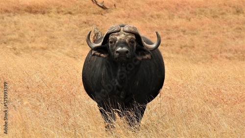 cape buffalo in the savannah