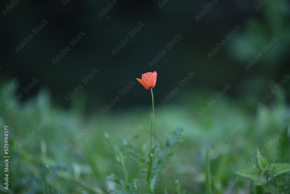 red poppy flower red poppy flower