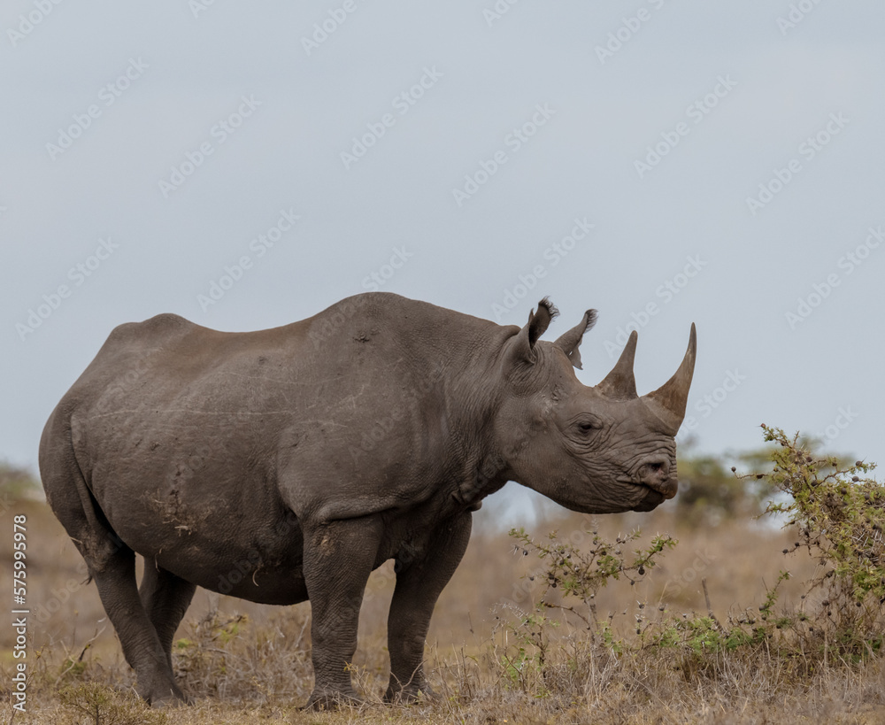 Obraz premium rhino in the wild
