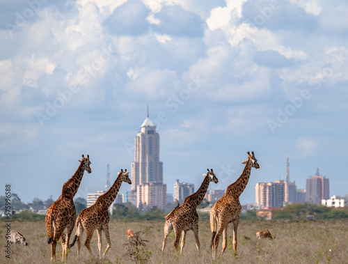 Sticker Herd of Giraffe