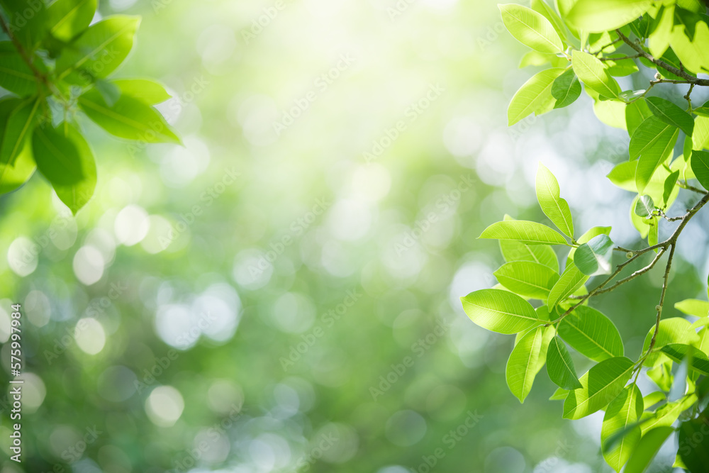 Natural green leaf texture with sun light use for nature background wallpaper cover page Natural green leaf texture with sun light use for nature background wallpaper cover page