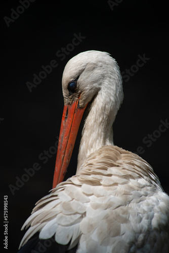 a young stork cleans its feathers, close-up portrait against a dark background, wildlife and birds