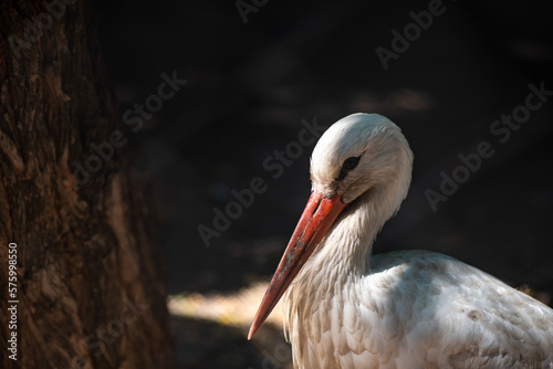 a young stork cleans its feathers, close-up portrait against a dark background, wildlife and birds
