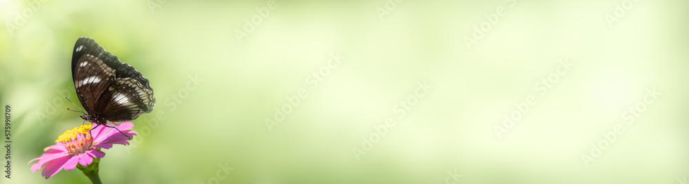 Fototapeta premium Beautiful nature view of butterfly on blurred background in garden with copy space using as background natural animal landscape fresh cover page butterflies day
