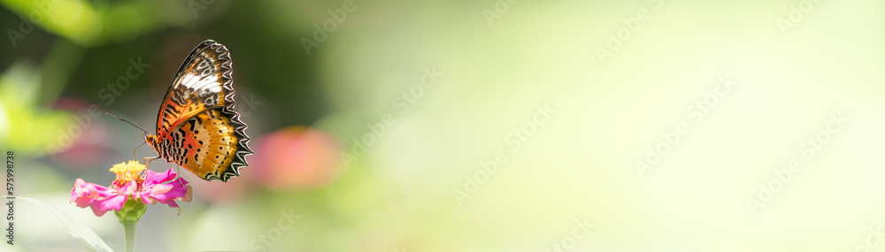 Beautiful nature view of butterfly on blurred background in garden with copy space using as background natural animal landscape fresh cover page butterflies day Beautiful nature view of butterfly on blurred background in garden with copy space using as background natural animal landscape fresh cover page butterflies day