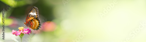 Beautiful nature view of butterfly on blurred background in garden with copy space using as background natural animal landscape fresh cover page butterflies day