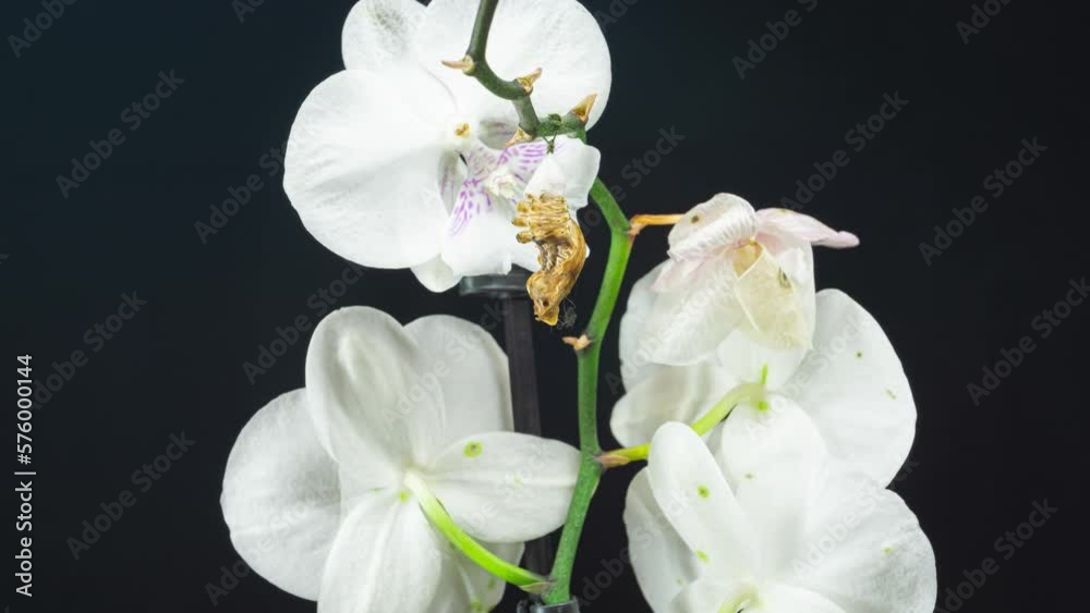 Pachliopta Kotzebuea butterfly emerging from cocoon on orchid, spreading its beautiful wings and flying away. White background 4K timelapse Pachliopta Kotzebuea butterfly emerging from cocoon on orchid, spreading its beautiful wings and flying away. White background 4K timelapse