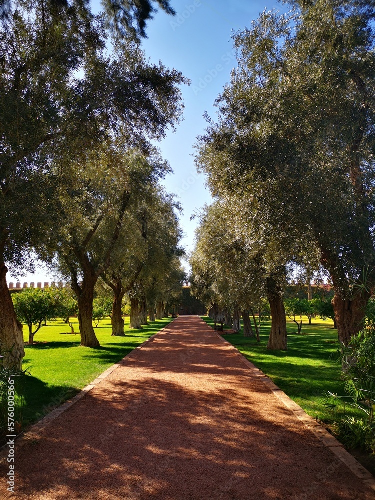 Fototapeta premium Over 700 years old olive trees in the garden of La Mamounia, Marrakech, Morocco