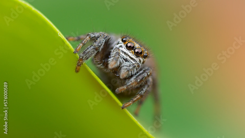 Isolated close-up of a female Evarcha arcuata jumping spider looking at you