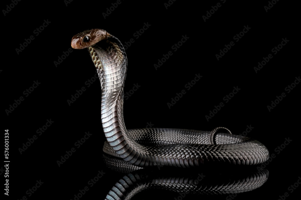 Javanese cobra snake isolated on black background, snake habitat in Java Indonesia, Naja sputatrix