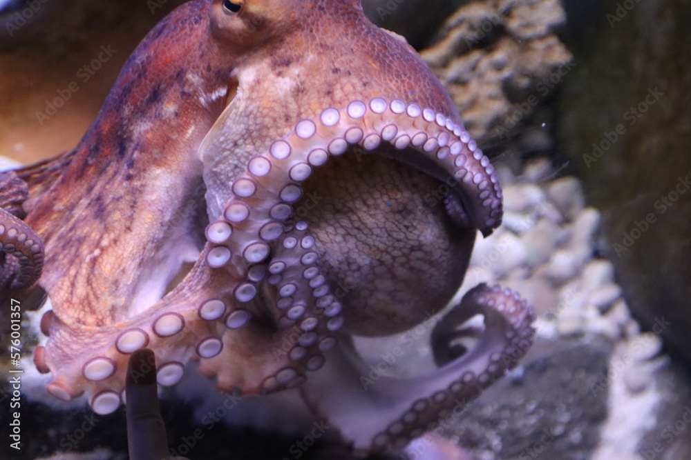 marine octopus in the Genoa aquarium-