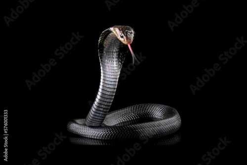 Javanese cobra snake isolated on black background, snake habitat in Java Indonesia, Naja sputatrix photo