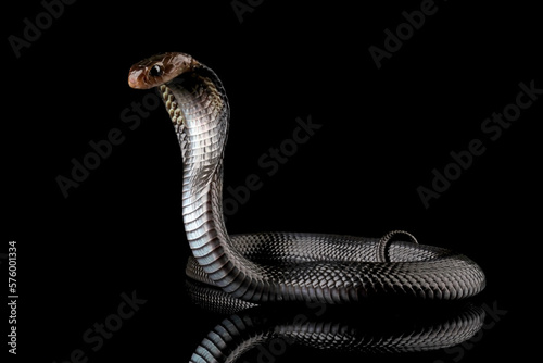 Obraz na płótnie Javanese cobra snake isolated on black background, snake habitat in Java Indonesia, Naja sputatrix w salonie