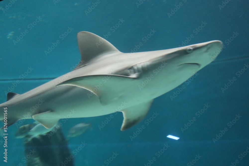 Obraz premium marine fish shark aquarium of Genoa-