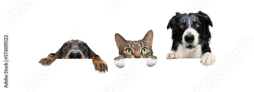 Fototapeta Naklejka Na Ścianę i Meble -  Banner three pets. border collie and dachshund dogs and cat, hanging its paws in a blank. Isolated on white background.