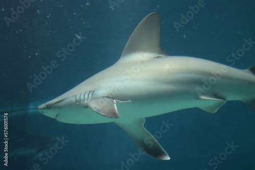 marine fish shark aquarium of Genoa-