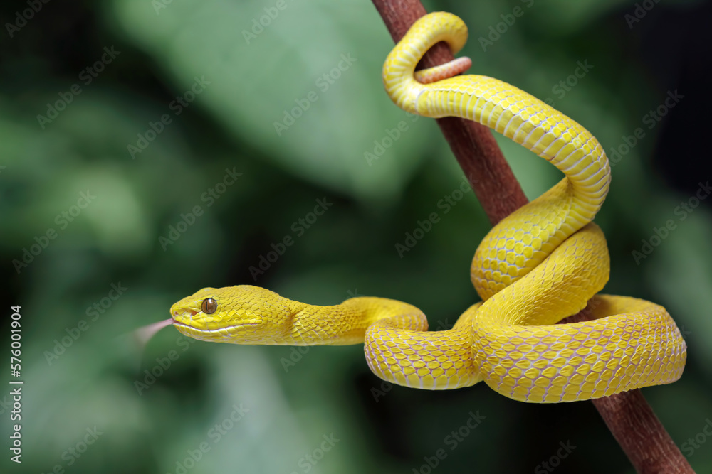 Yellow trimeresurus insularis viper snake on branch, yellow white-lipped pit viper, Trimeresurus insularis, endemic snake of Indonesia Yellow trimeresurus insularis viper snake on branch, yellow white-lipped pit viper, Trimeresurus insularis, endemic snake of Indonesia