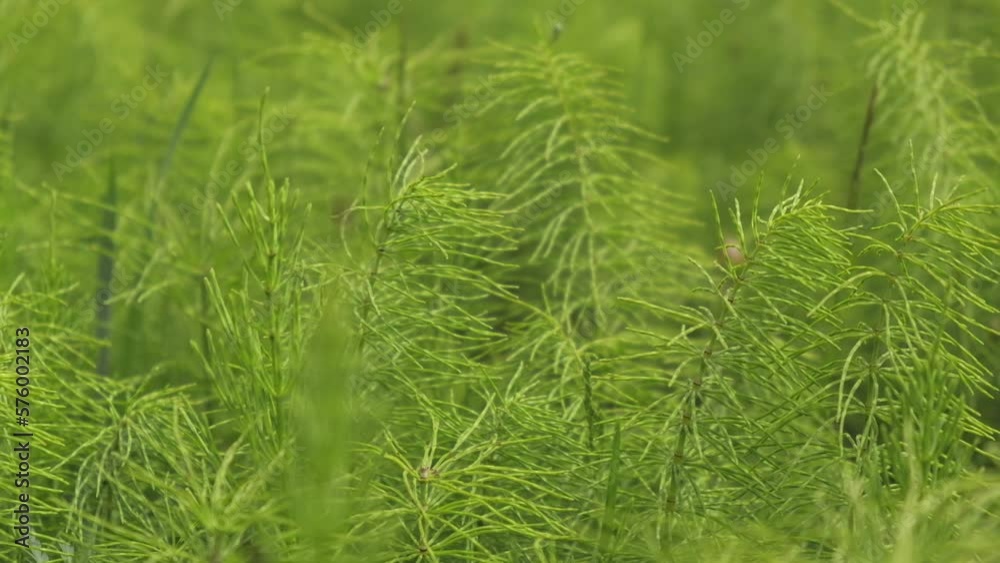 close up of the natural background of fresh green horsetail grass in spring. selective focus. moving the camera forward. natural lighting, beautiful summer macro greenery. close up of the natural background of fresh green horsetail grass in spring. selective focus. moving the camera forward. natural lighting, beautiful summer macro greenery.