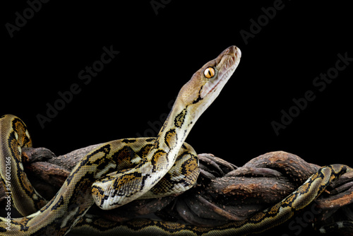 Python reticulatus snake isolated on black background, non-venomous snake 