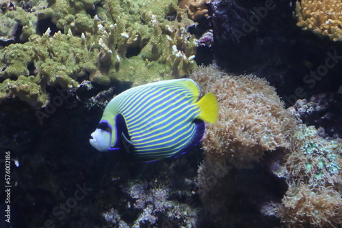 exotic fish of various colors in the Genoa aquarium- © fiore26