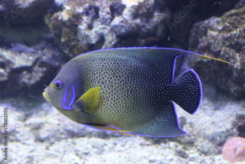 exotic fish of various colors in the Genoa aquarium-